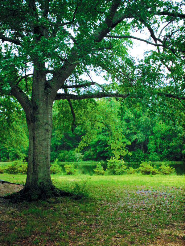 Oak tree nature photography backdrop featuring a grand tree, lush foliage, and a serene pond for outdoor-themed portraits.