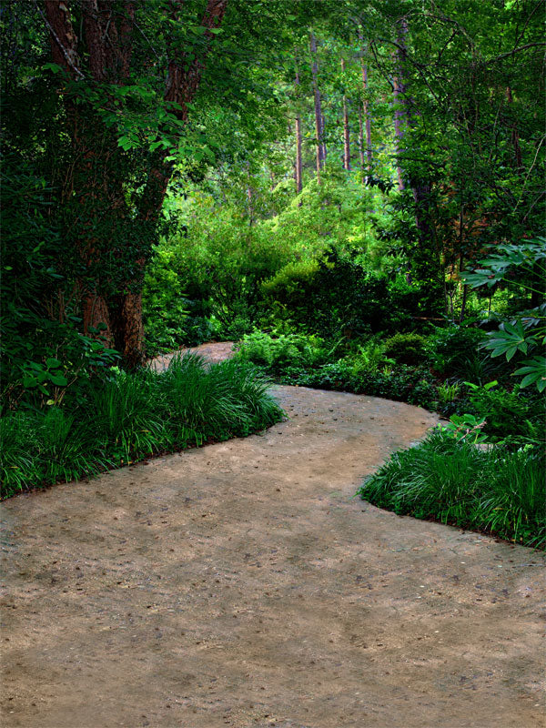 A serene forest photography backdrop featuring a soft dirt trail winding through thick green foliage and tall trees.