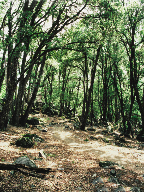 A scenic woodland photography backdrop featuring moss-covered rocks, towering trees, and a natural forest path.