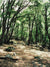 A scenic woodland photography backdrop featuring moss-covered rocks, towering trees, and a natural forest path.