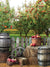 Rustic Apple Orchard Photography Backdrop - A rustic apple orchard photography backdrop featuring apple trees, wooden barrels, hay bales, and a basket of apples.