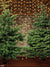 Rustic Christmas Tree Farm Photography Backdrop - Photography backdrop featuring two lush evergreen trees against a rustic brick wall with twinkling string lights.