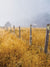 Rustic Countryside Photography Backdrop - Misty countryside photography backdrop featuring golden grasses and rustic fence posts, ideal for outdoor and rustic-themed photoshoots.