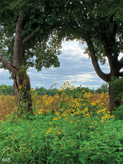 Rustic Countryside Yellow Wildflowers Photography Backdrop - Photography backdrop featuring a rural landscape with a large tree, yellow wildflowers, and a distant cornfield.