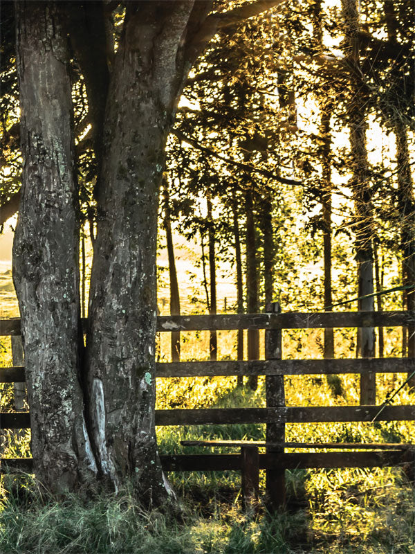 Rustic Farm Fence Photography Backdrop - Rustic farm fence with trees and sunlight, perfect for nature-themed photography backdrop.