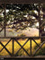 Rustic Farmhouse Window Sunset Photography Backdrop - Rustic farmhouse window backdrop with sunset over golden fields and oak trees, perfect for country-themed photography.