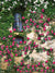 Rustic Garden Window Photography Backdrop - A rustic stone wall covered with pink climbing roses and ivy, framing a vintage window with lace curtains, used as a photography backdrop.