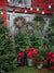 Rustic Holiday Barn Photography Backdrop - Photography backdrop featuring a rustic barn decorated with holiday wreaths, fir trees, poinsettias, and soft glowing lights for a festive scene.