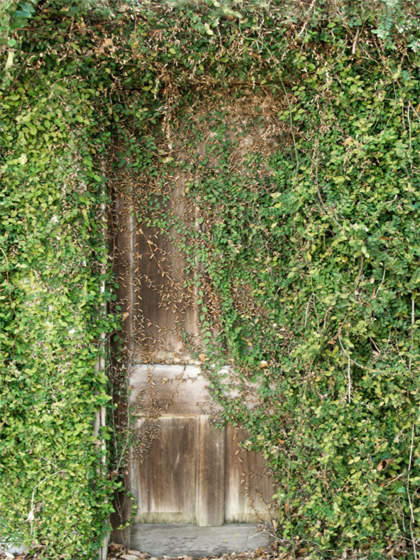 Rustic Overgrown Door Photography Backdrop - Photography backdrop featuring a rustic wooden door covered with creeping vines and lush greenery, perfect for outdoor-themed and whimsical photoshoots.