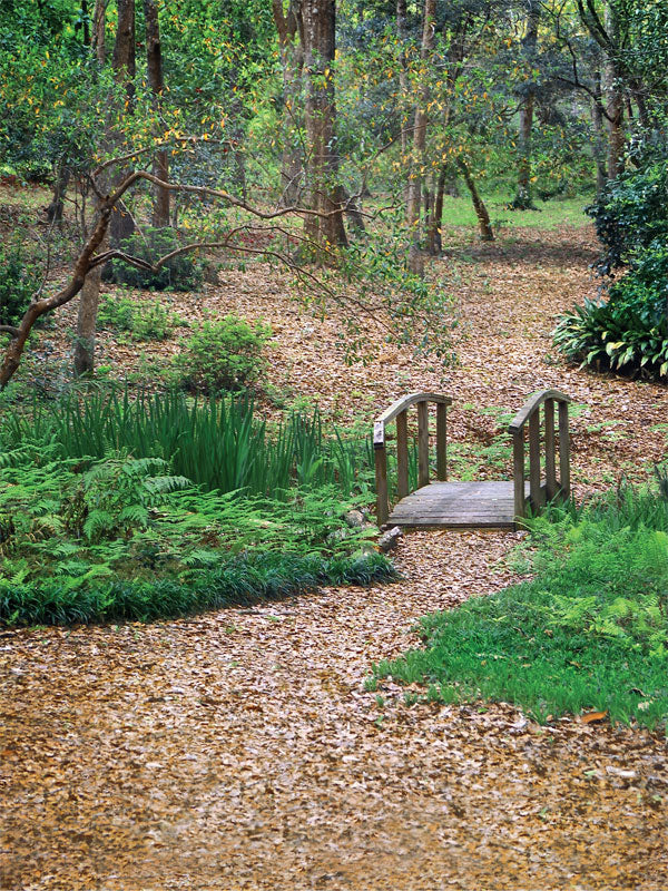 A fall countryside photography backdrop featuring a rustic wooden bridge, fallen golden leaves, and lush woodland scenery.