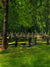 A scenic rural photography backdrop with a split-rail wooden fence surrounded by tall green trees and grassy terrain.
