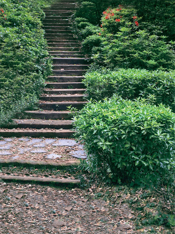A rustic stone walkway surrounded by lush greenery, perfect for portrait and wedding photography.
