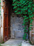 Secret Ivy Door Photography Backdrop - Photography backdrop featuring an old wooden door with creeping ivy and a rustic stone wall, perfect for fantasy-themed photoshoots.