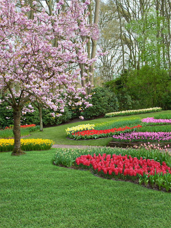 Spring Blossom Garden Photography Backdrop - A picturesque spring garden with a cherry blossom tree and vibrant flower beds, perfect for spring-themed and children’s photoshoots.