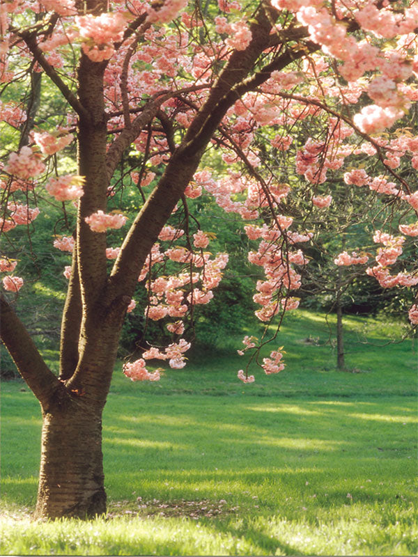 Spring tree cherry blossom photography backdrop with delicate pink flowers and warm sunlight for dreamy portrait sessions.