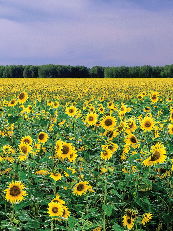 Sunflower Field Photography Backdrop - Photography backdrop featuring a field of sunflowers in full bloom under a blue sky.