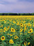 Sunflower Field Photography Backdrop - Photography backdrop featuring a field of sunflowers in full bloom under a blue sky.