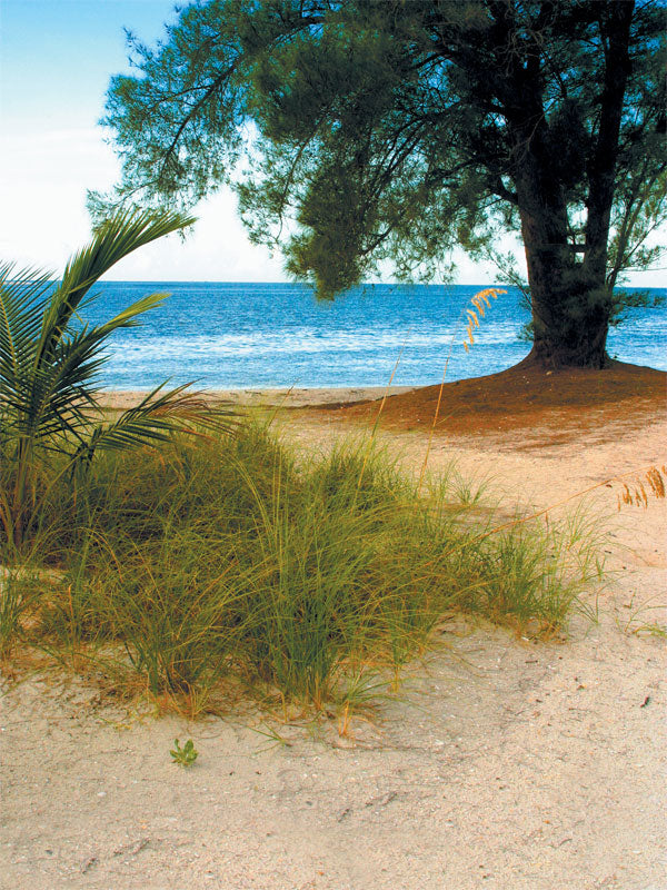 A tropical beach photography backdrop featuring ocean waves, coastal vegetation, and a sandy shoreline.