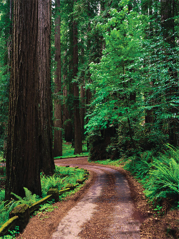 A scenic forest photography backdrop featuring a winding dirt trail surrounded by towering redwood trees.