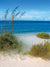 A vibrant ocean photography backdrop featuring a peaceful shoreline with soft sand, lush greenery, and a bright blue sky.