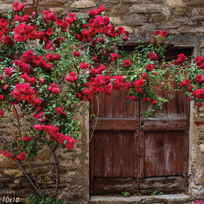 Vintage rosewood door photography backdrop featuring a weathered wooden entrance covered in red climbing roses for a romantic, old-world charm.