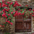 Vintage rosewood door photography backdrop featuring a weathered wooden entrance covered in red climbing roses for a romantic, old-world charm.