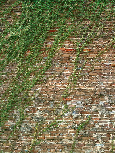 A vintage-inspired photography backdrop featuring an aged brick wall with natural ivy vines, perfect for urban and botanical themes.