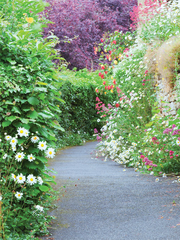 Wildflower Garden Path Photography Backdrop - Photography backdrop featuring a charming flower-lined garden path surrounded by vibrant blooms and greenery, ideal for nature-themed photoshoots.