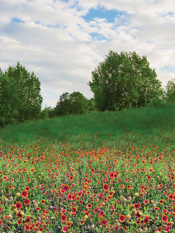 Wildflower Meadow Photography Backdrop - A photography backdrop featuring a vibrant meadow filled with wildflowers and rolling green hills under a clear blue sky.