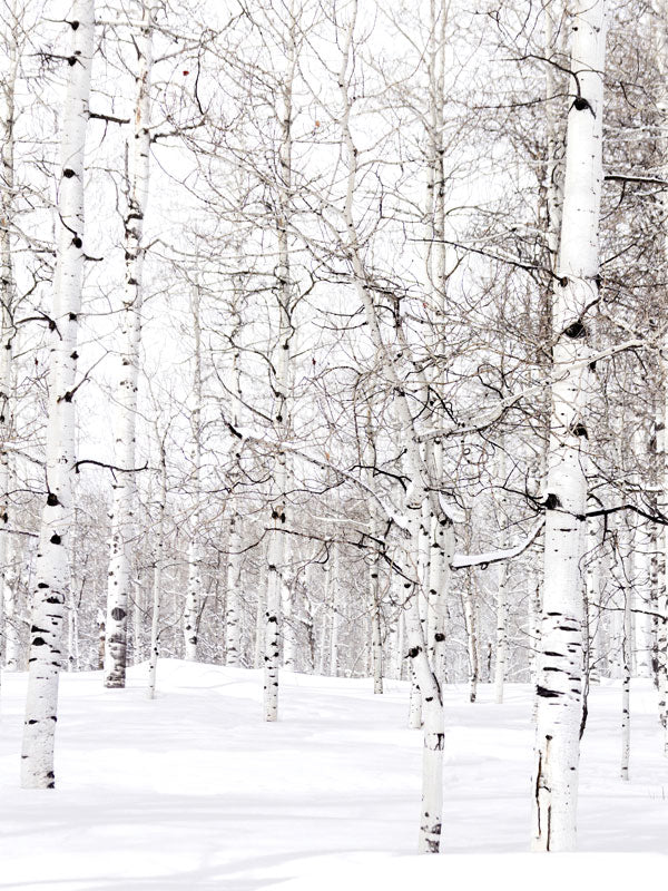 Winter Birch Forest Photography Backdrop - A peaceful winter birch forest photography backdrop, featuring snow-covered ground and rows of bare birch trees.