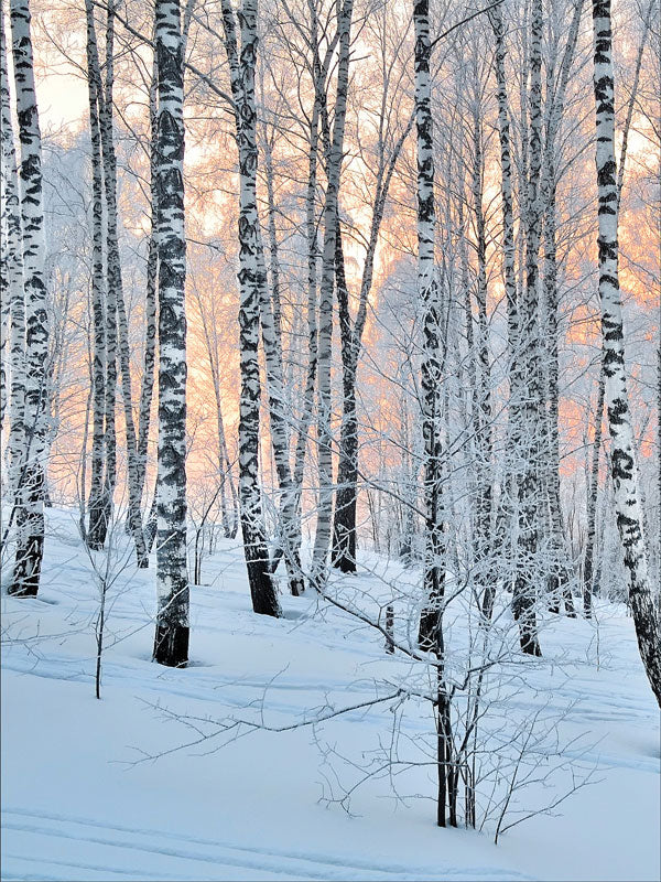 Winter Birch Forest Photography Backdrop - Serene birch tree forest covered in snow with warm sunlight in the background, ideal as a winter photography backdrop.