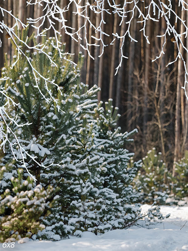 Winter Forest Pine Photography Backdrop - Snowy pine tree photography backdrop with frosted branches and a woodland background for winter-themed photoshoots.