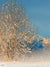 Winter Wonderland Photography Backdrop - Photography backdrop featuring a serene winter scene with a snow-covered tree against a clear blue sky.