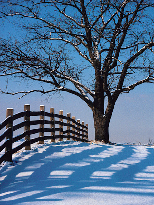 Serene winter landscape photography backdrop featuring a rustic wooden fence, crisp white snow, and a bare tree against a blue sky.