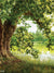 Woodland Serenity Photography Backdrop - Photography backdrop of a large tree arching over a peaceful pond, perfect for outdoor or nature-themed photography.