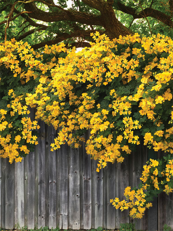 Yellow Blooms Garden Fence Photography Backdrop - Lush yellow flowers cascading over a rustic wooden fence with green foliage and tree branches, creating a serene garden scene backdrop.