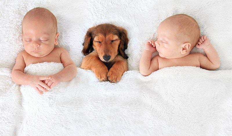 Baby Fur Blanket Photography Prop