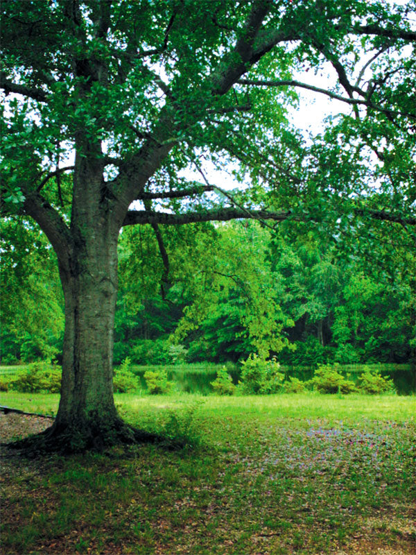 Oak Tree Printed Photography Backdrop