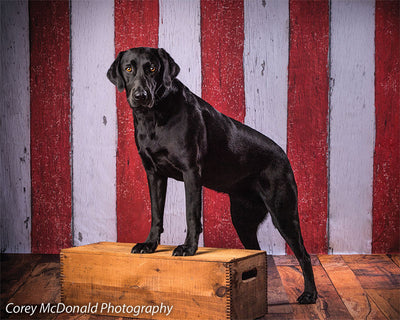Red Stripe Backdrop for Photography and Events