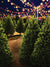 Nightime Christmas Tree Lot Backdrop