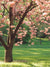 Spring Tree Printed Photography Backdrop